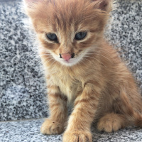 Tekir Kedi, Kedi  Adsız fotoğrafı