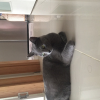 Mavi Rus, Kedi  Gümüş fotoğrafı