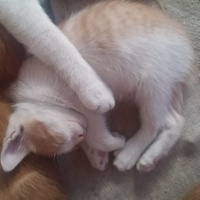 Tekir Kedi, Kedi  İsimsiz fotoğrafı