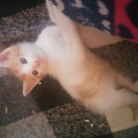 Tekir Kedi, Kedi  İsimsiz fotoğrafı