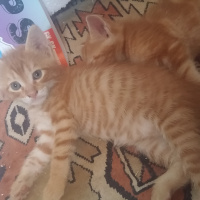 Tekir Kedi, Kedi  İsimsiz fotoğrafı
