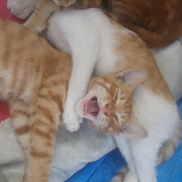 Tekir Kedi, Kedi  İsimsiz fotoğrafı