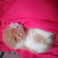 Tekir Kedi, Kedi  İsimsiz fotoğrafı