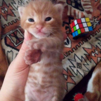 Tekir Kedi, Kedi  İsimsiz fotoğrafı