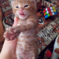 Tekir Kedi, Kedi  İsimsiz fotoğrafı