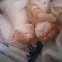 Tekir Kedi, Kedi  İsimsiz fotoğrafı