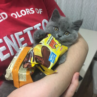 British Shorthair, Kedi  Minti fotoğrafı