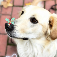 Golden Retriever, Köpek  Leon fotoğrafı