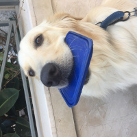 Golden Retriever, Köpek  Leon fotoğrafı