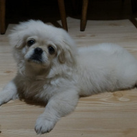 Pekingese, Köpek  Chucky fotoğrafı