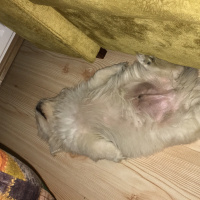 Pekingese, Köpek  Chucky fotoğrafı