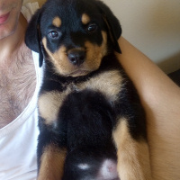 Rottweiler, Köpek  Mexs fotoğrafı