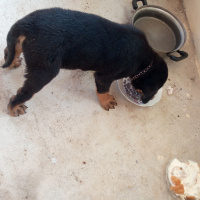 Rottweiler, Köpek  Mexs fotoğrafı