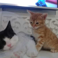 Soke, Kedi  Salep fotoğrafı