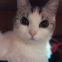 Scottish Fold, Kedi  Ciguli fotoğrafı