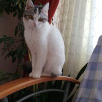 Scottish Fold, Kedi  Ciguli fotoğrafı