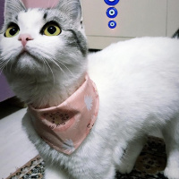 Scottish Fold, Kedi  Ciguli fotoğrafı