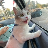 Scottish Fold, Kedi  Ciguli fotoğrafı