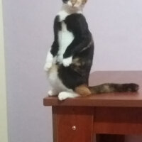 Tekir Kedi, Kedi  Pati fotoğrafı