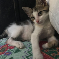 Tekir Kedi, Kedi  Midas fotoğrafı