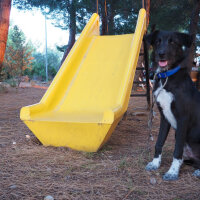 Alman Kalın Tüylü Pointer, Köpek  İmsi fotoğrafı