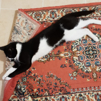 Tekir Kedi, Kedi  Ruzgar fotoğrafı