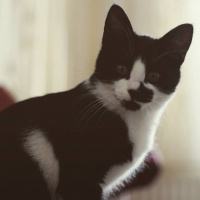 Tekir Kedi, Kedi  Ruzgar fotoğrafı