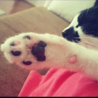 Tekir Kedi, Kedi  Ruzgar fotoğrafı