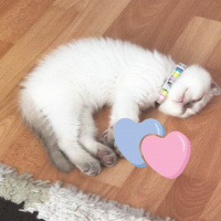 Scottish Fold, Kedi  Olaf fotoğrafı