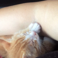 Tekir Kedi, Kedi  Bal fotoğrafı