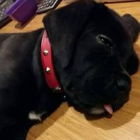 Cane Corso Italiano, Köpek  Gölge fotoğrafı