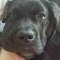 Cane Corso Italiano, Köpek  Gölge fotoğrafı