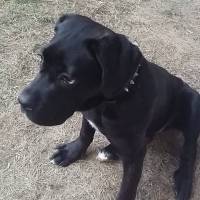 Cane Corso Italiano, Köpek  Gölge fotoğrafı