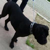 Cane Corso Italiano, Köpek  Gölge fotoğrafı