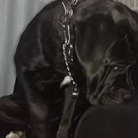 Cane Corso Italiano, Köpek  Gölge fotoğrafı