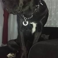 Cane Corso Italiano, Köpek  Gölge fotoğrafı