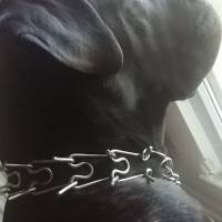 Cane Corso Italiano, Köpek  Gölge fotoğrafı