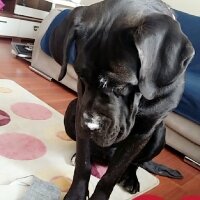 Cane Corso Italiano, Köpek  Gölge fotoğrafı