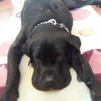 Cane Corso Italiano, Köpek  Gölge fotoğrafı