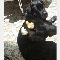 Cane Corso Italiano, Köpek  Gölge fotoğrafı