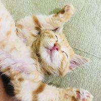 Tekir Kedi, Kedi  Venüs fotoğrafı