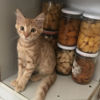 Tekir Kedi, Kedi  Venüs fotoğrafı