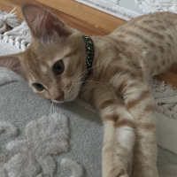 Tekir Kedi, Kedi  Venüs fotoğrafı