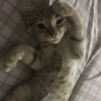 Tekir Kedi, Kedi  Venüs fotoğrafı