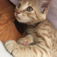 Tekir Kedi, Kedi  Venüs fotoğrafı