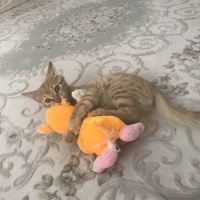 Tekir Kedi, Kedi  Venüs fotoğrafı
