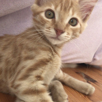 Tekir Kedi, Kedi  Venüs fotoğrafı