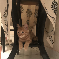 Tekir Kedi, Kedi  Venüs fotoğrafı