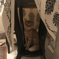 Tekir Kedi, Kedi  Venüs fotoğrafı