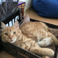 Tekir Kedi, Kedi  Venüs fotoğrafı